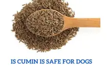 Can dogs eat cumin