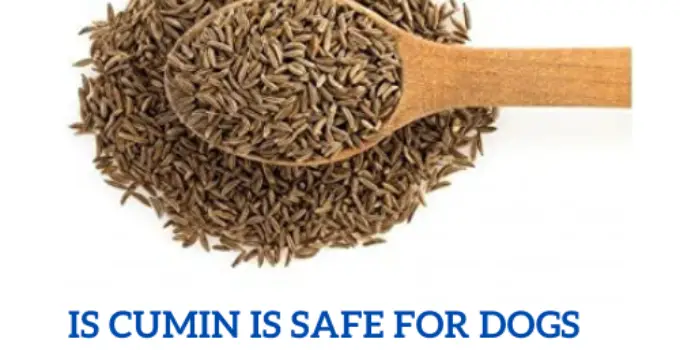 Can dogs eat cumin