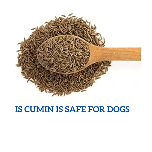 Can Dogs Eat Cumin » All About Dog Life