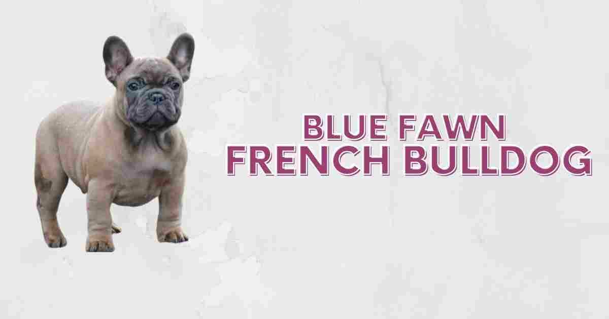 Blue fawn French Bulldog