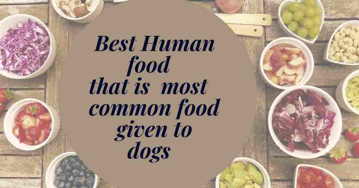 Best Human food that is most common food given to dogs