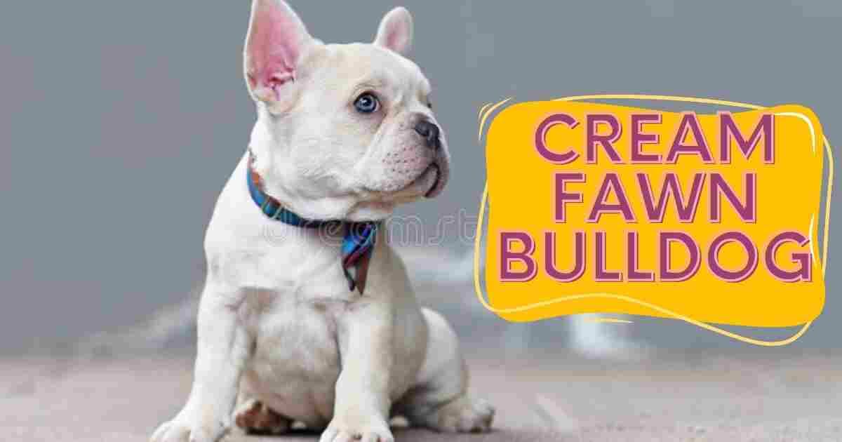 CREAM FAWN BULLDOG