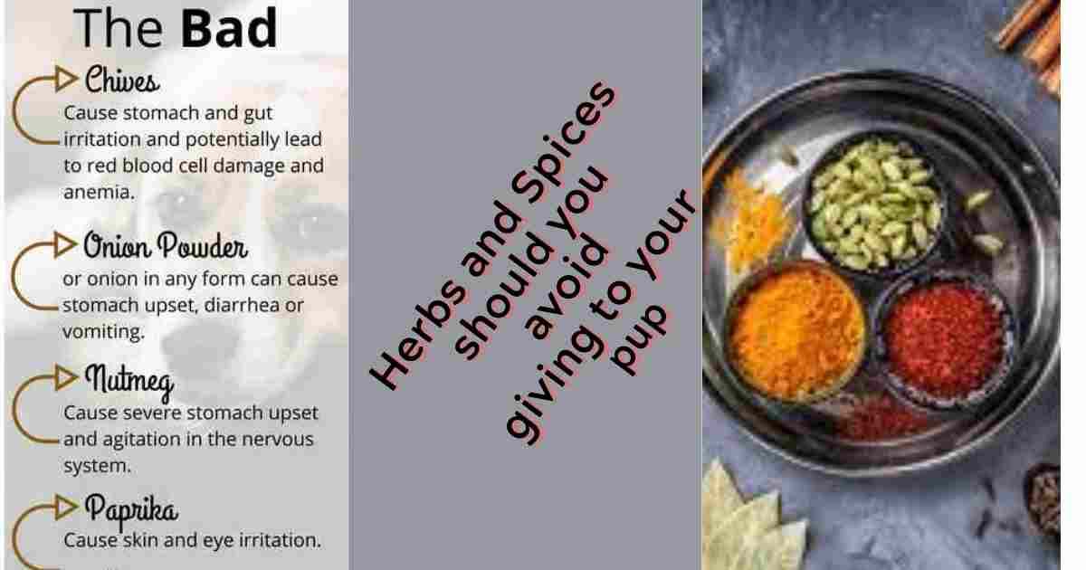 Herb and Spices should avoid from Dogs