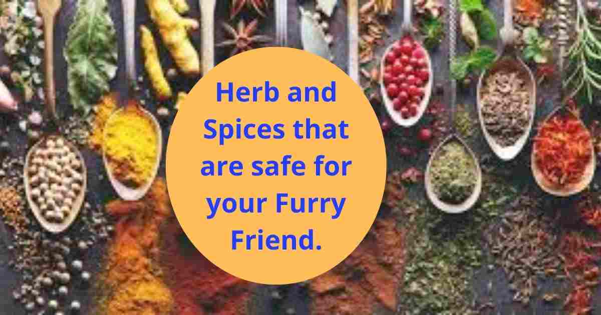 Herb and Spices safe for dogs