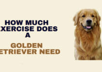 How Much Exercise Does a Golden Retriever Need-Ultimate Guide