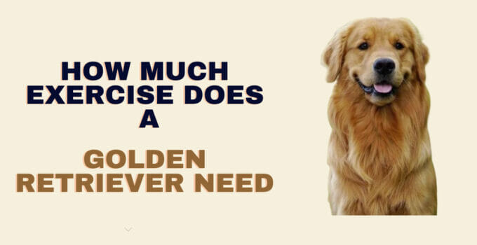 How Much Exercise Does a Golden Retriever Need-Ultimate Guide