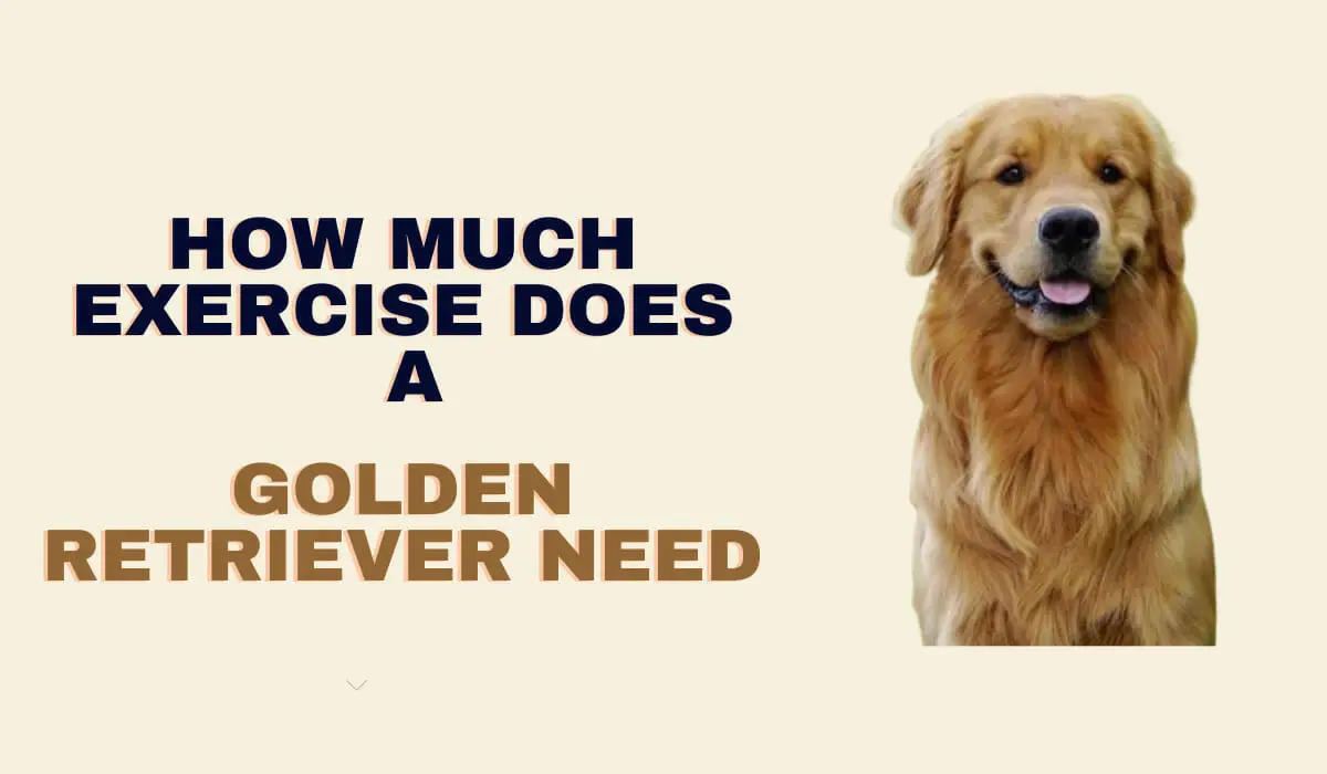 How Much Exercise Does A Golden Retriever NeedUltimate Guide » All