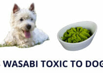 Can Dogs Eat Wasabi-Ultimate Guide with Tips