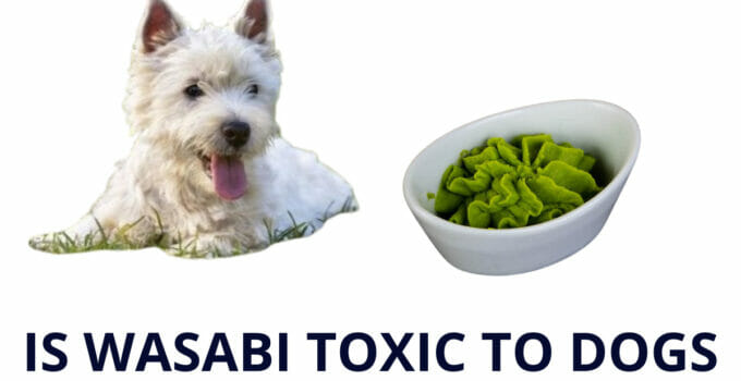 Can Dogs Eat Wasabi-Ultimate Guide with Tips