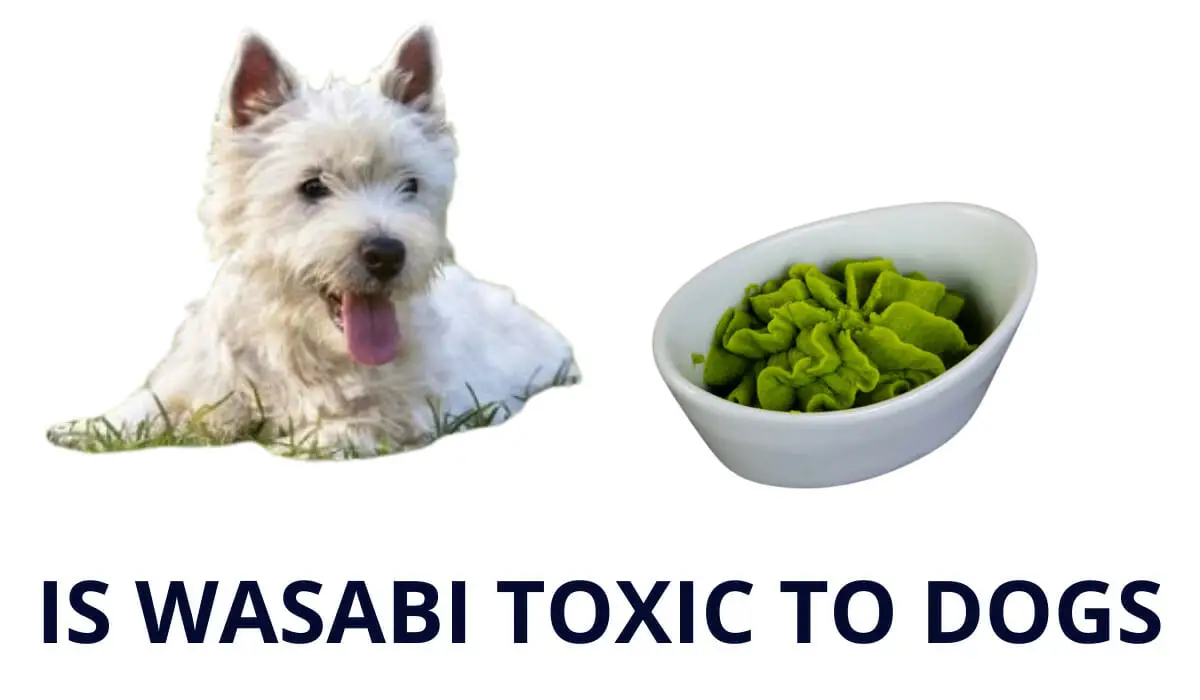 Can Dogs Eat Wasabi Ultimate Guide With Tips All About Dog Life