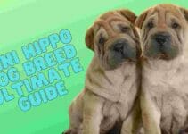 Mini Hippo Dog Breed- Ultimate Guide