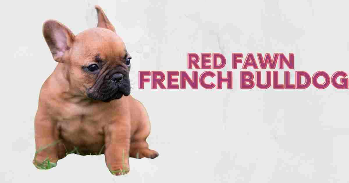 Red Fawn Bulldog