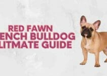 Red Fawn French Bulldogs Ultimate Guide