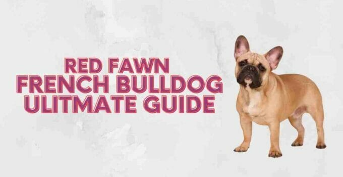 Red Fawn French Bulldogs Ultimate Guide