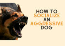 How to Socialize An Aggressive Dog-Complete Guide with Tips and Tricks