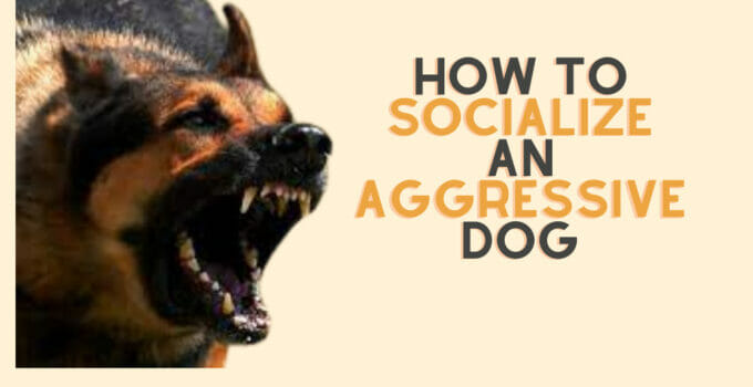 How to Socialize An Aggressive Dog-Complete Guide with Tips and Tricks