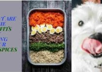 What Seasonings Can Dogs Have-Ultimate Guide 2022