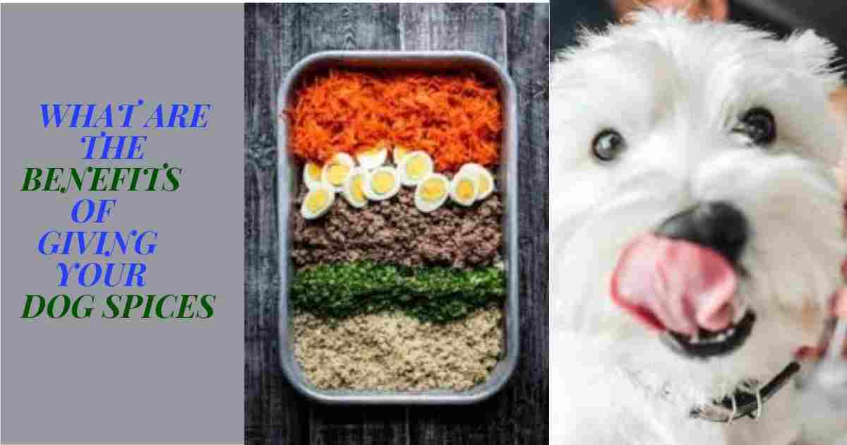 What Seasonings Can Dogs HaveUltimate Guide 2022 » All About Dog Life