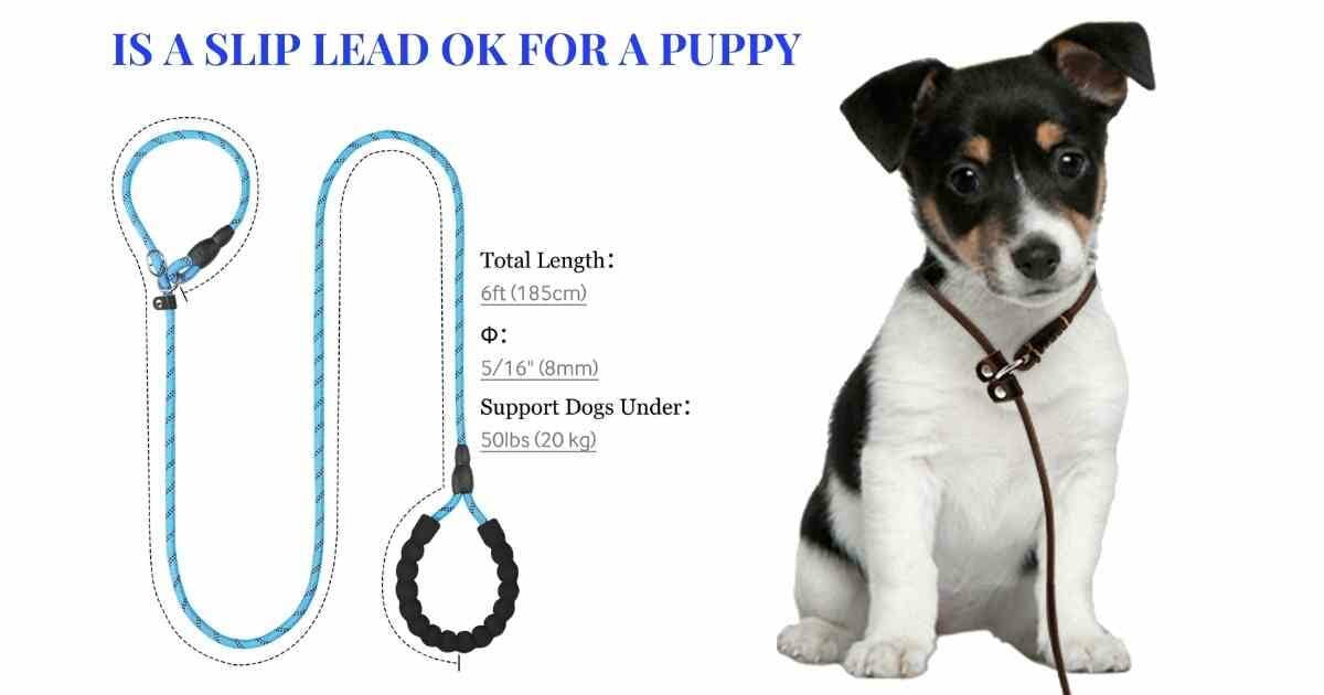 slip lead for puppy, best lead for puppy, dog slip lead