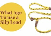 What Age Can You Use a Slip Lead