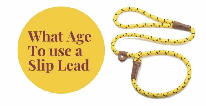 What Age Can You Use a Slip Lead