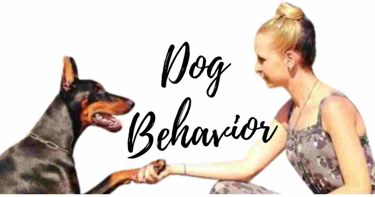 Dog Behavior 1