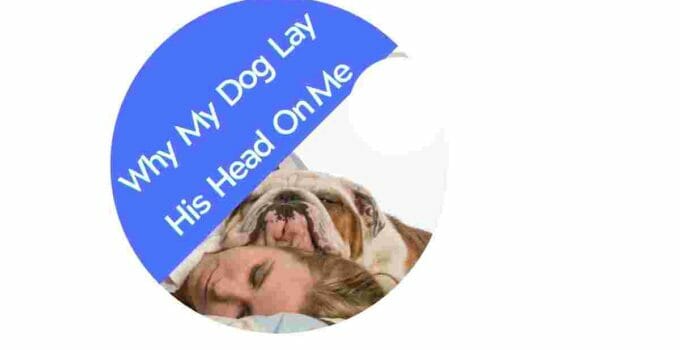 why does my dog lay on me, why does my dog lay his head on my chest, why does my dog lay his head over my neck, why does my dog put his head on my lap, why does my dog rest his head on things, why does my dog turn his head away when i kiss him, why does my dog lay on me, why does my dog lay his head on me, why does my dog lay his head on me when he sleeps, why does my dog always lay his head on me, why does my dog like to lay his head on me, why does my dog like to put his head on me, why does dog sleep with head on me, why does my dog put his head down when he sees me, what's it mean when your dog lays his head on you, why do dogs lay head on you