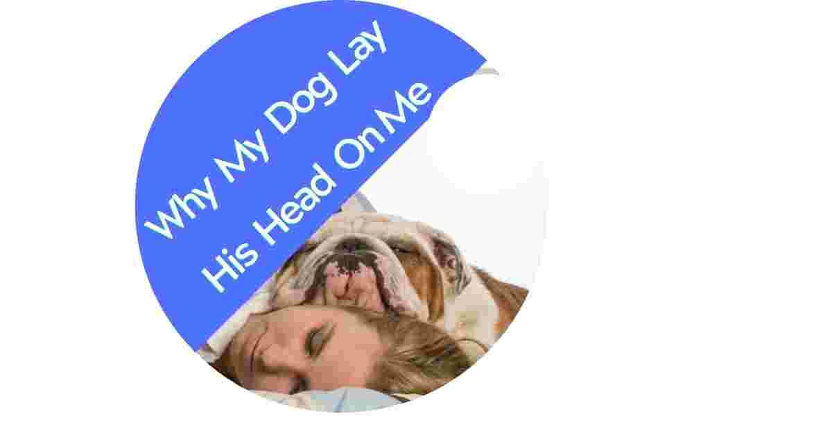 Why My Dog Lay His Head On Me » All About Dog Life