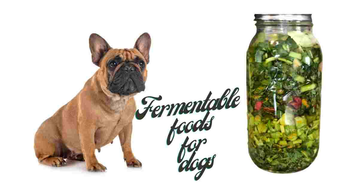 Fermentable foods for dogs