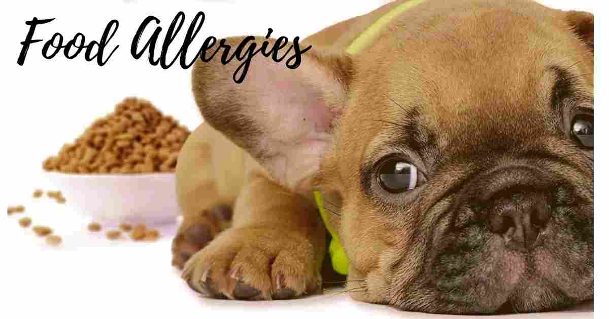 French bulldogs Food allergies