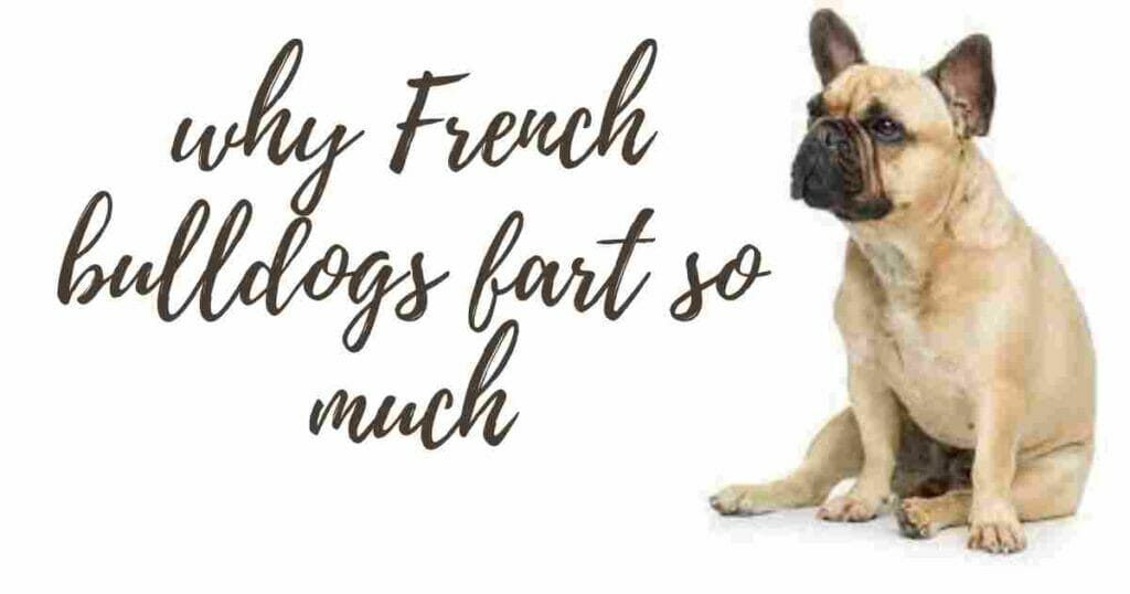 why French bulldogs fart so much