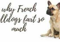 Top 10 Reasons why French bulldogs fart so much