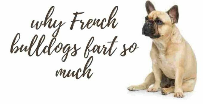 why French bulldogs fart so much