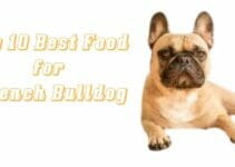 Top 10 Best Food For French Bulldogs