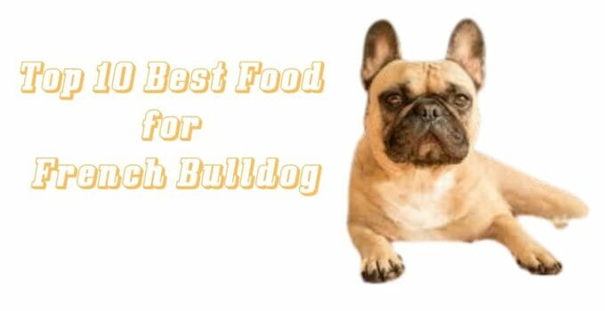 best food for French bulldogs