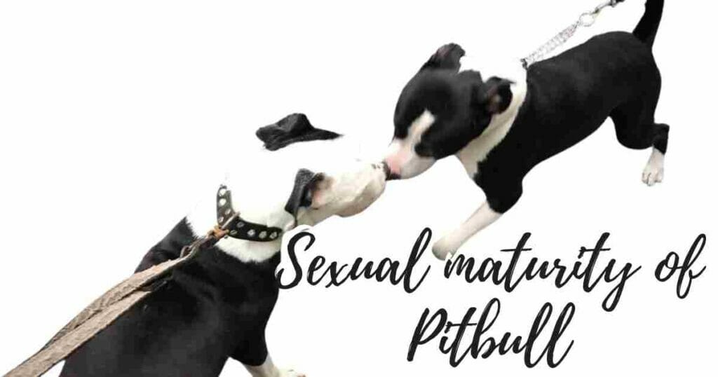 Sexual maturity of Pitbull