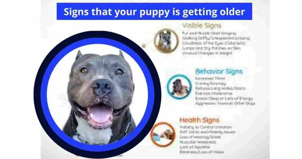 Signs that your puppy is getting older