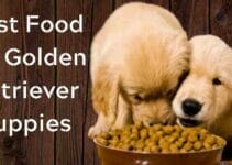 Best Food for Golden Retriever Puppies & Adults.