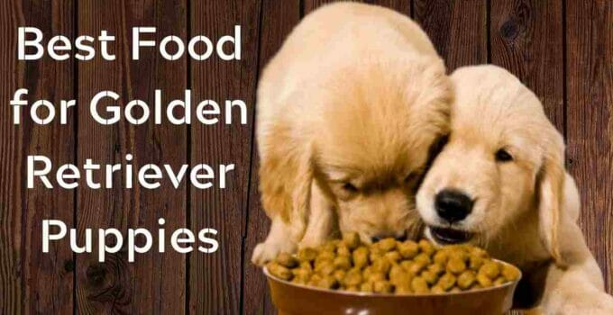 Best Food for Golden Retriever Puppies & Adults.