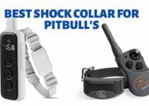 Best Shock Collar for Pitbull’s (Guide 2023)