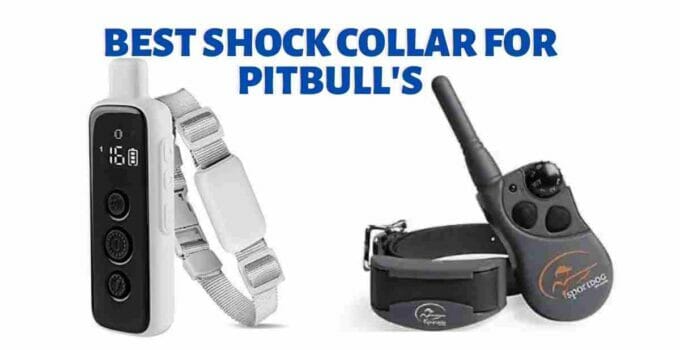 Best Shock Collar for Pitbull’s (Guide 2023)