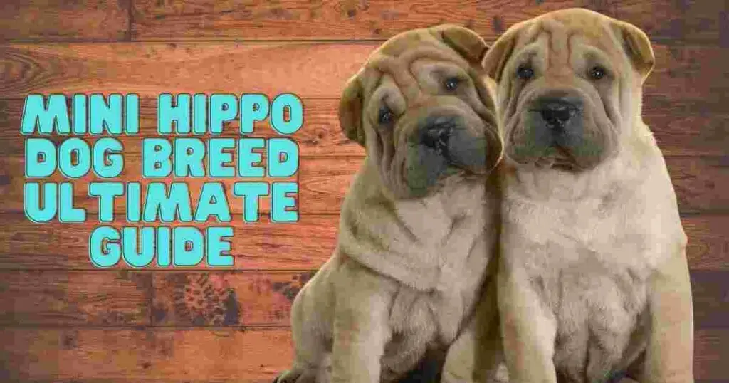 mini hippo dog,
mini hippo dogs,
hippo dog,	
hippo dogs,	
dog hippo