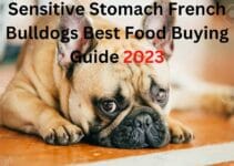 Sensitive Stomach Best Food For French Bulldogs