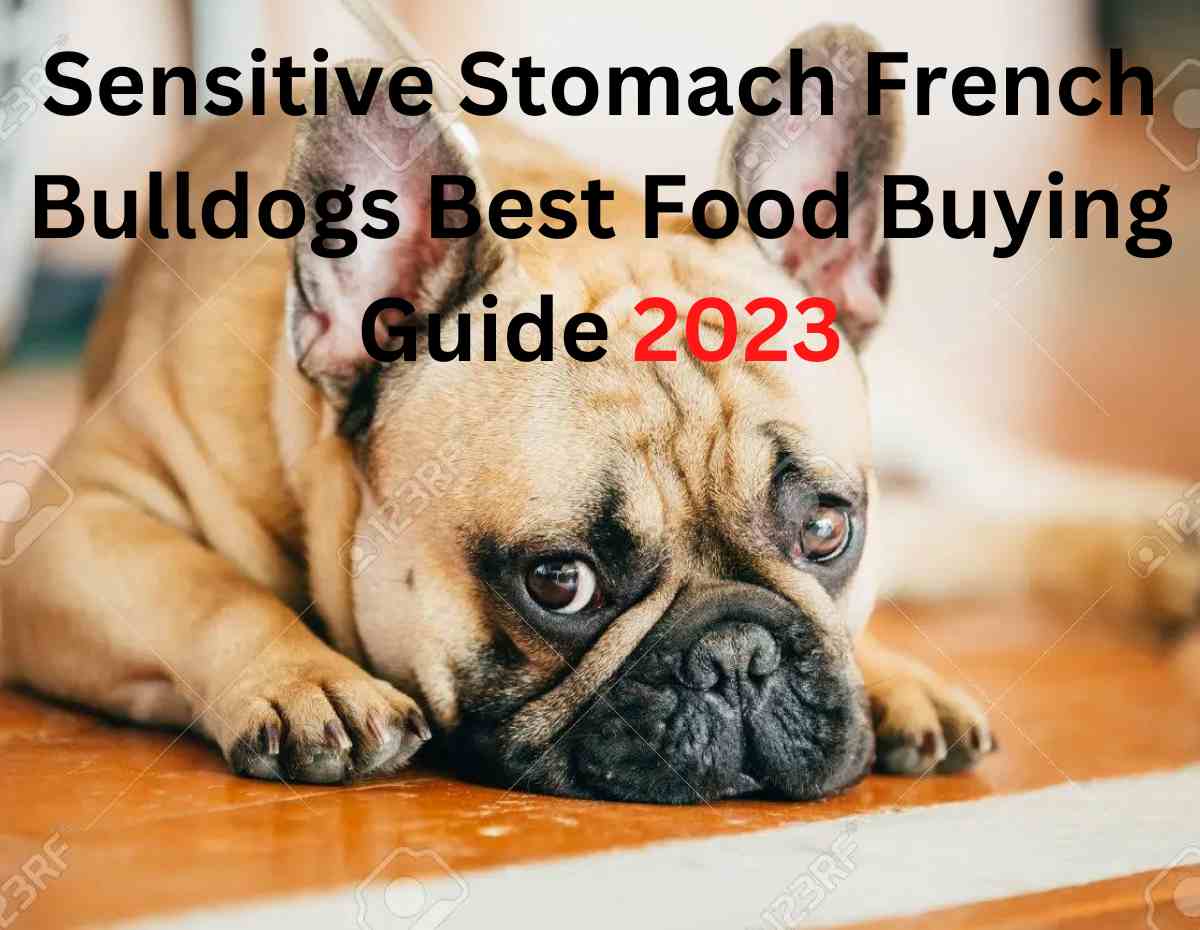 Sensitive Stomach Best Food For French Bulldogs » All About Dog Life