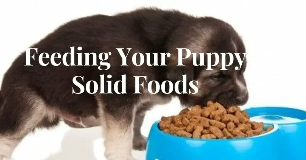 When Can Puppies Eat Dry Food, puppy food guide