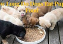 How long do you give a dog puppy food?