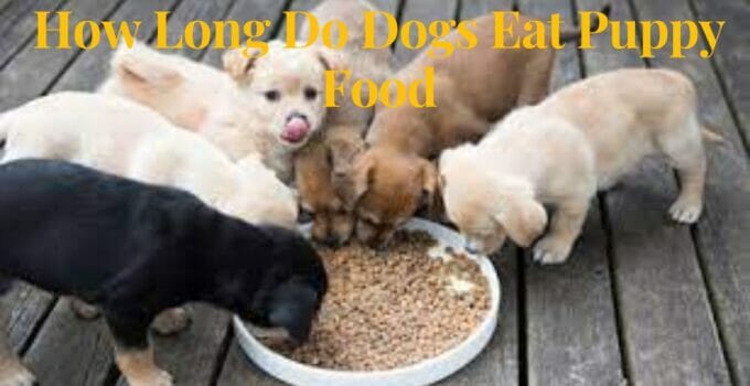 How long do you give a dog puppy food?