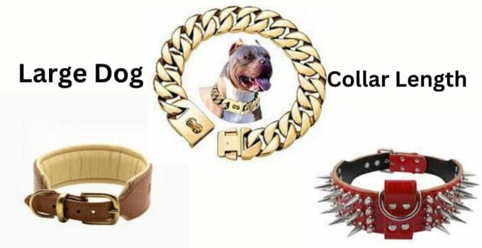 How Many Inches Is A Large Dog Collar (Ultimate Guide 2023)