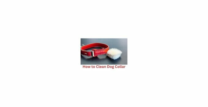 How to Clean Dog Collar