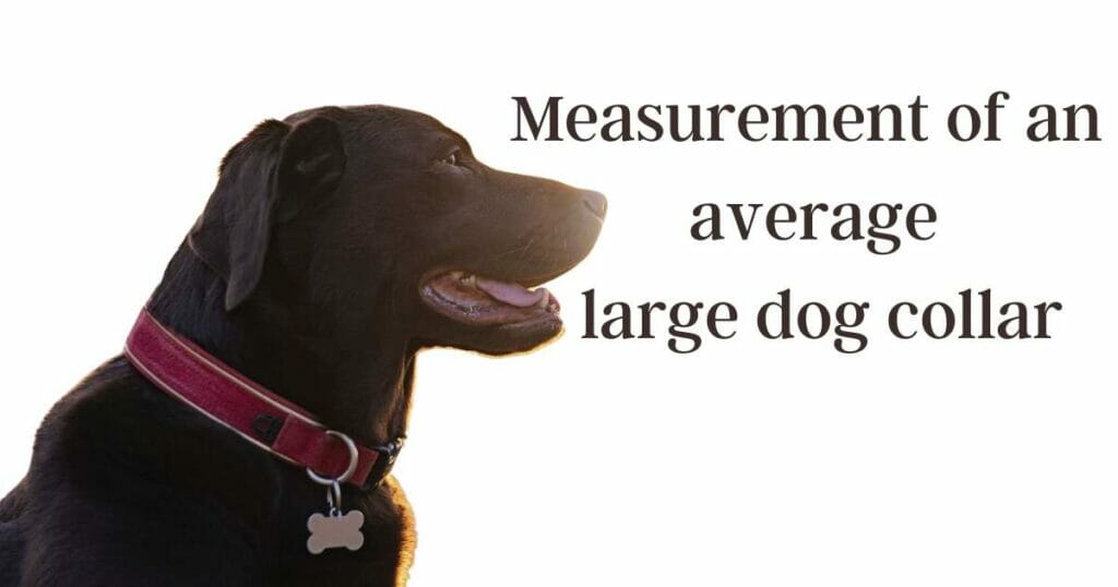 dog collar size